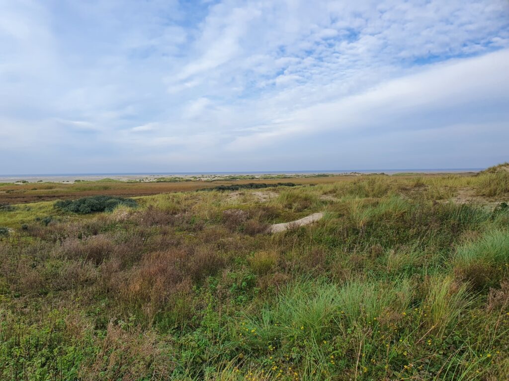 Dünen auf Borkum