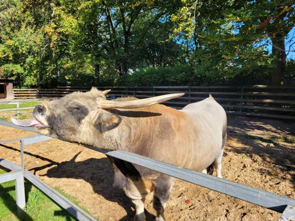 Tierpark Mönchengladbach Odenkirchen
