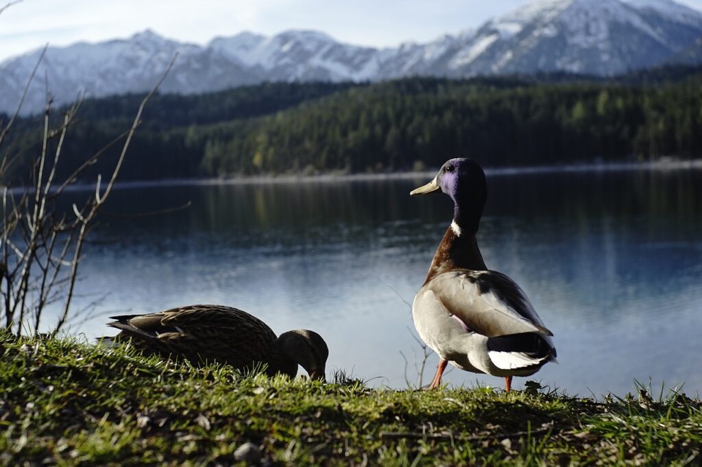 tierwelt garmisch partenkirchen see