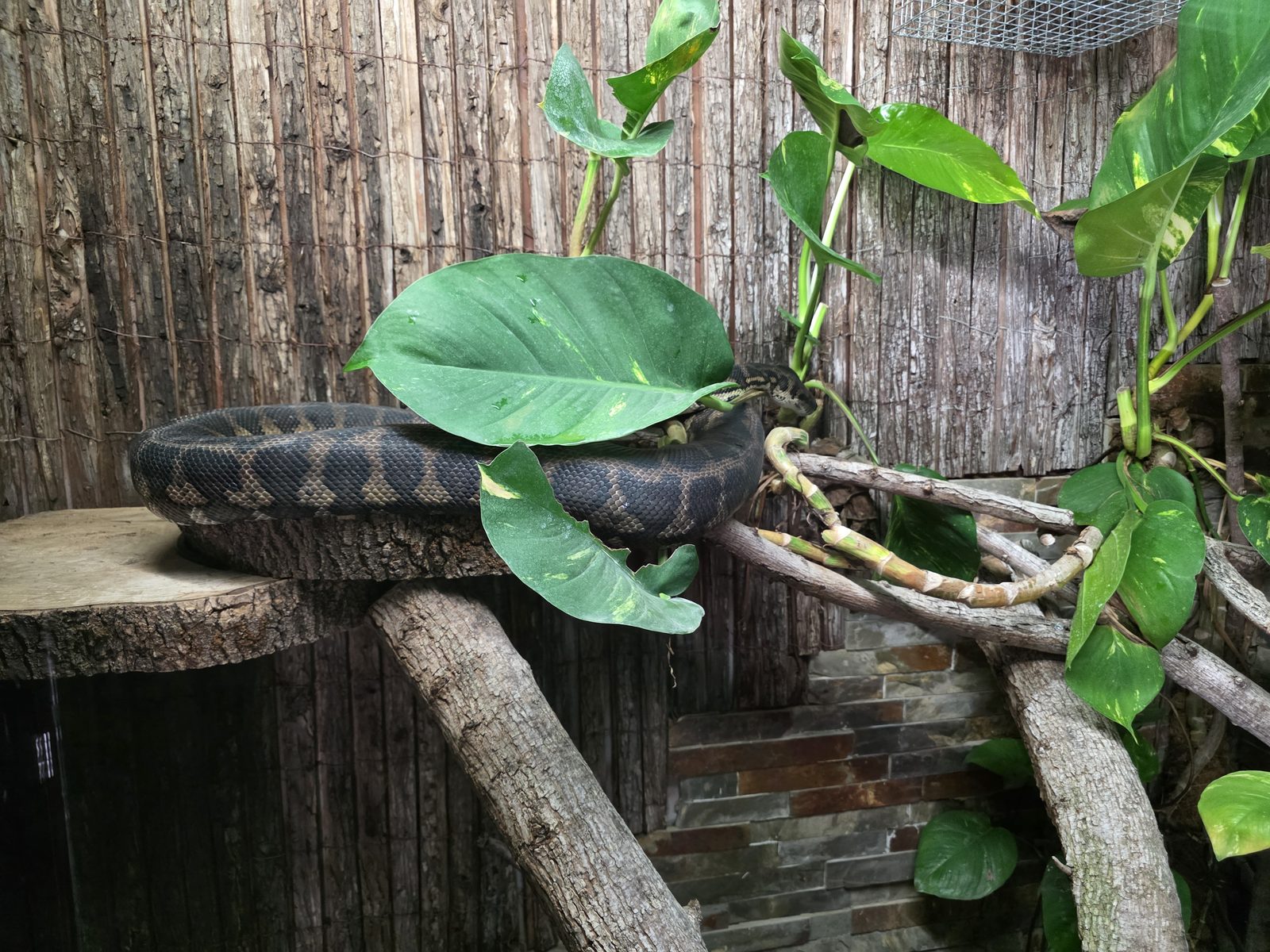 Python im Terrarium des Brückenkopf-Parks Jülich