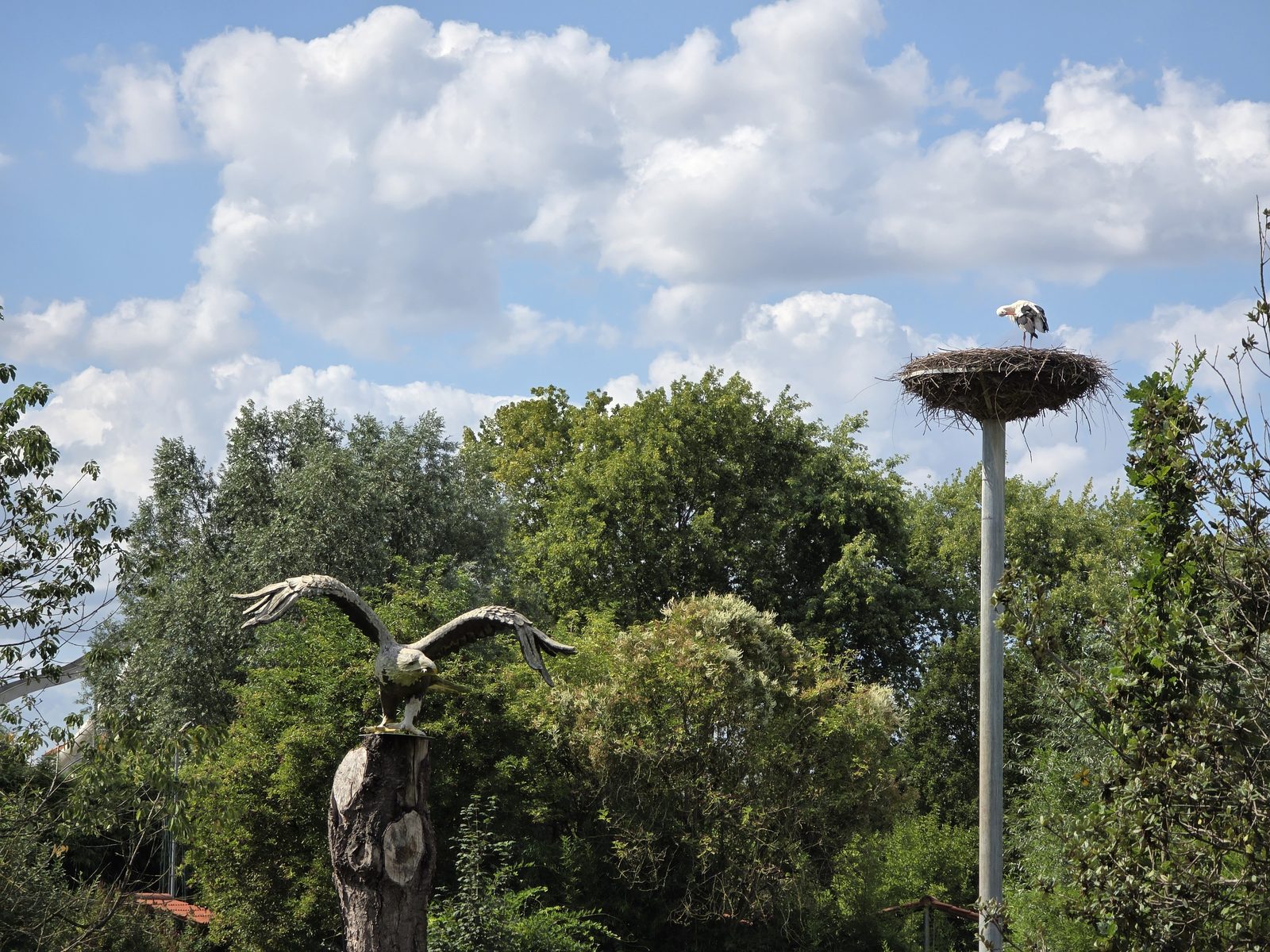 Storchennest auf der Storchenwiese im Irrland