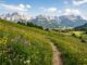 Sommerliche Berglandschaft mit Almwiese, Wanderweg und schneebedeckten Gipfeln im Hintergrund – typisches Motiv für einen Bergurlaub in den warmen Monaten.