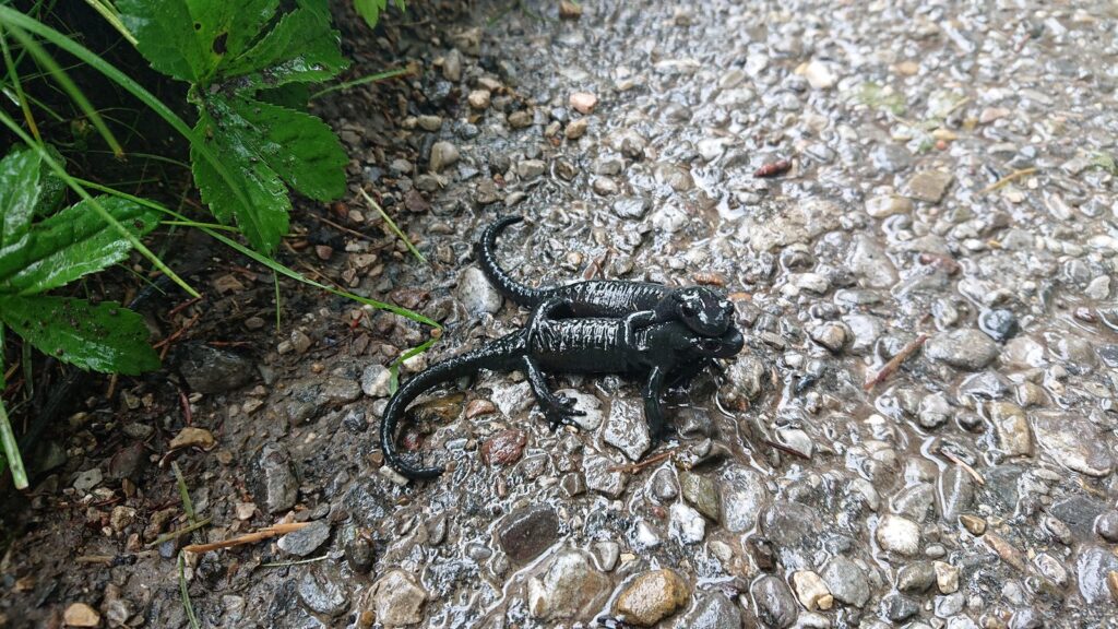 Zwei schwarze Alpensalamander auf dem nassen Kiesweg in der Breitachklamm
