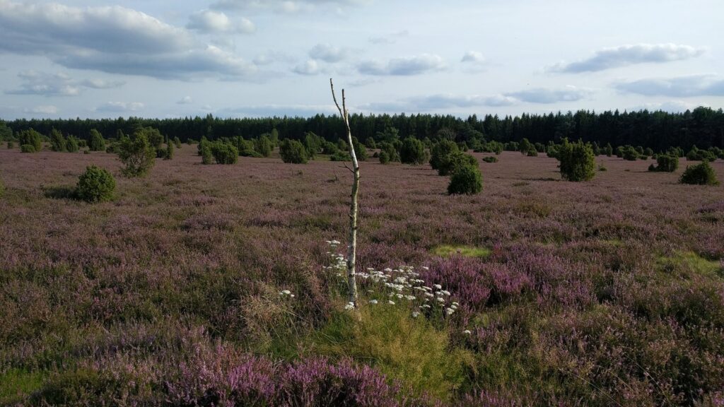 Weite blühende Heidefläche mit Wacholderbüschen und einzelnem Birkenstamm in der Lüneburger Heide