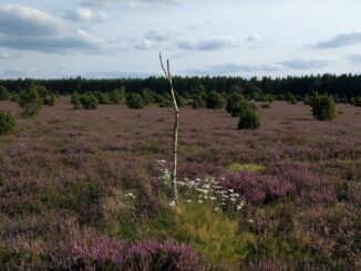 Weite blühende Heidefläche mit Wacholderbüschen und einzelnem Birkenstamm in der Lüneburger Heide