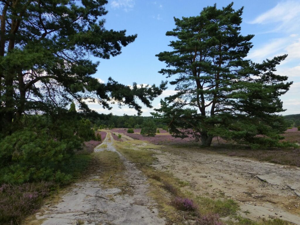 Sandiger Heideweg zwischen alten Kiefern und blühender Heide bei Müden an der Örtze