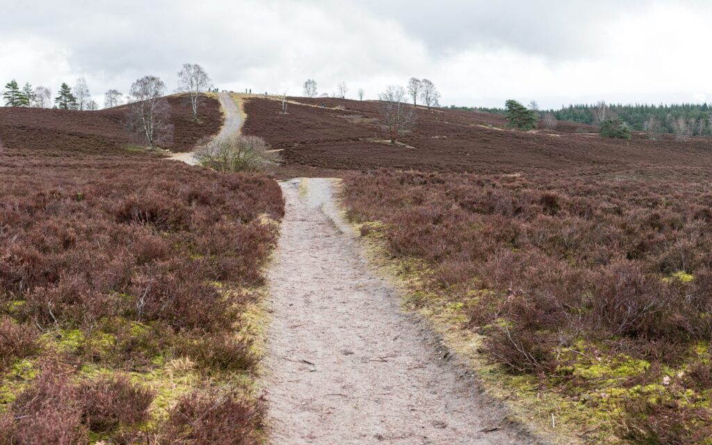 Wanderweg über den Brunsberg bei Sprötze mit brauner Heide im Vorfrühling