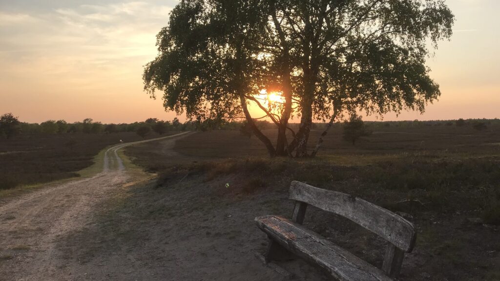 Abendsonne hinter einer Birke über weiter Heidefläche mit Rastbank und Sandweg