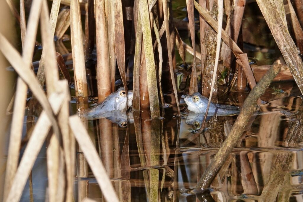 Zwei blau gefärbte Moorfrösche zwischen Schilfhalmen im Wasser des Pietzmoors