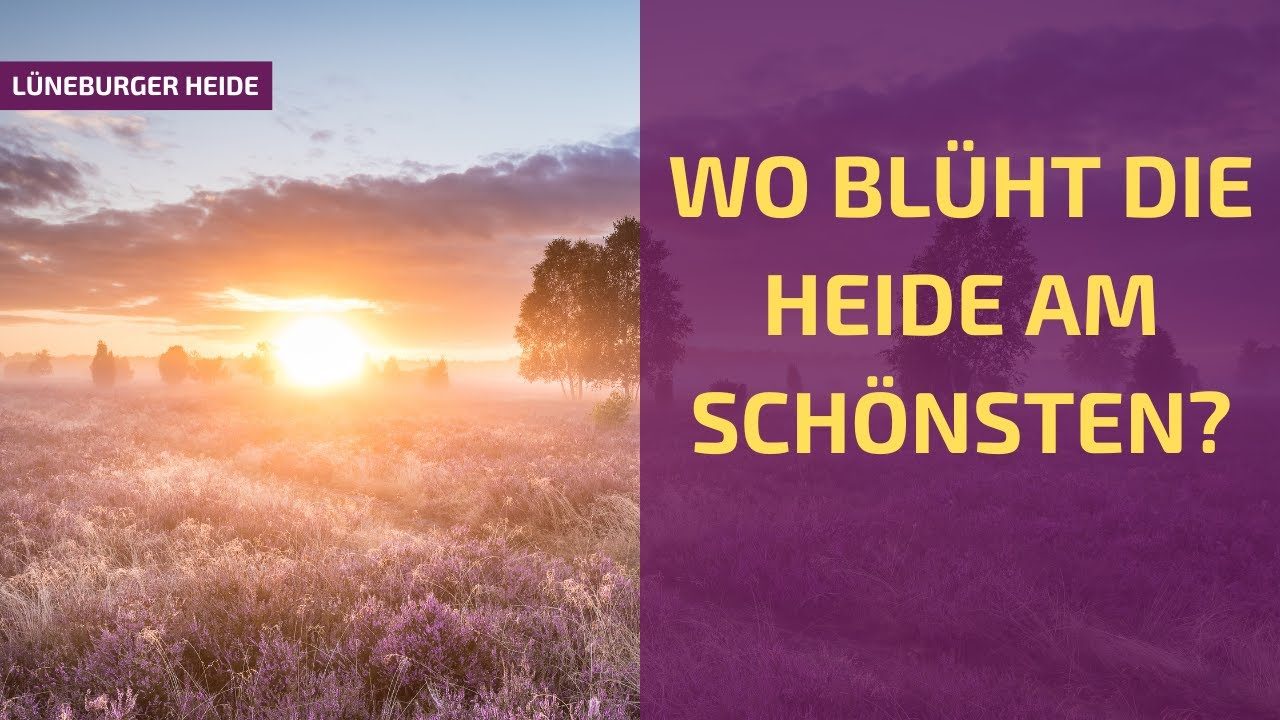 Vorschaubild: Wo blüht die Heide am schönsten? Unser Heideblütenbarometer
