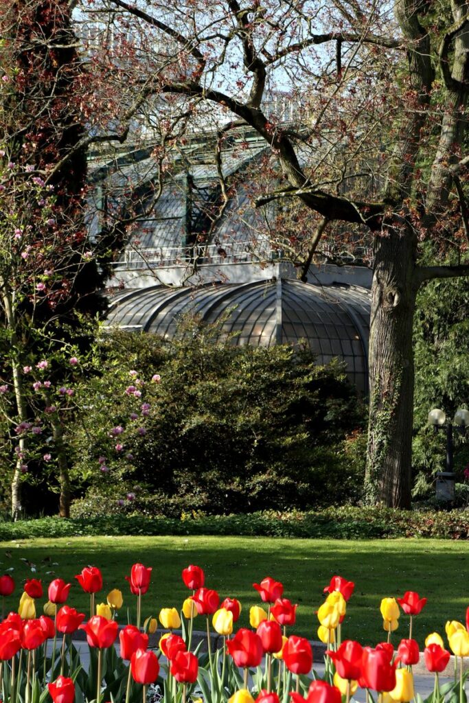Rote und gelbe Tulpen vor dem Palmenhaus des Frankfurter Palmengartens im Frühling