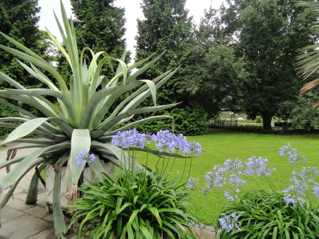 Große Agave im Kübel neben blau blühenden Schmucklilien am Rasen des Palmengartens