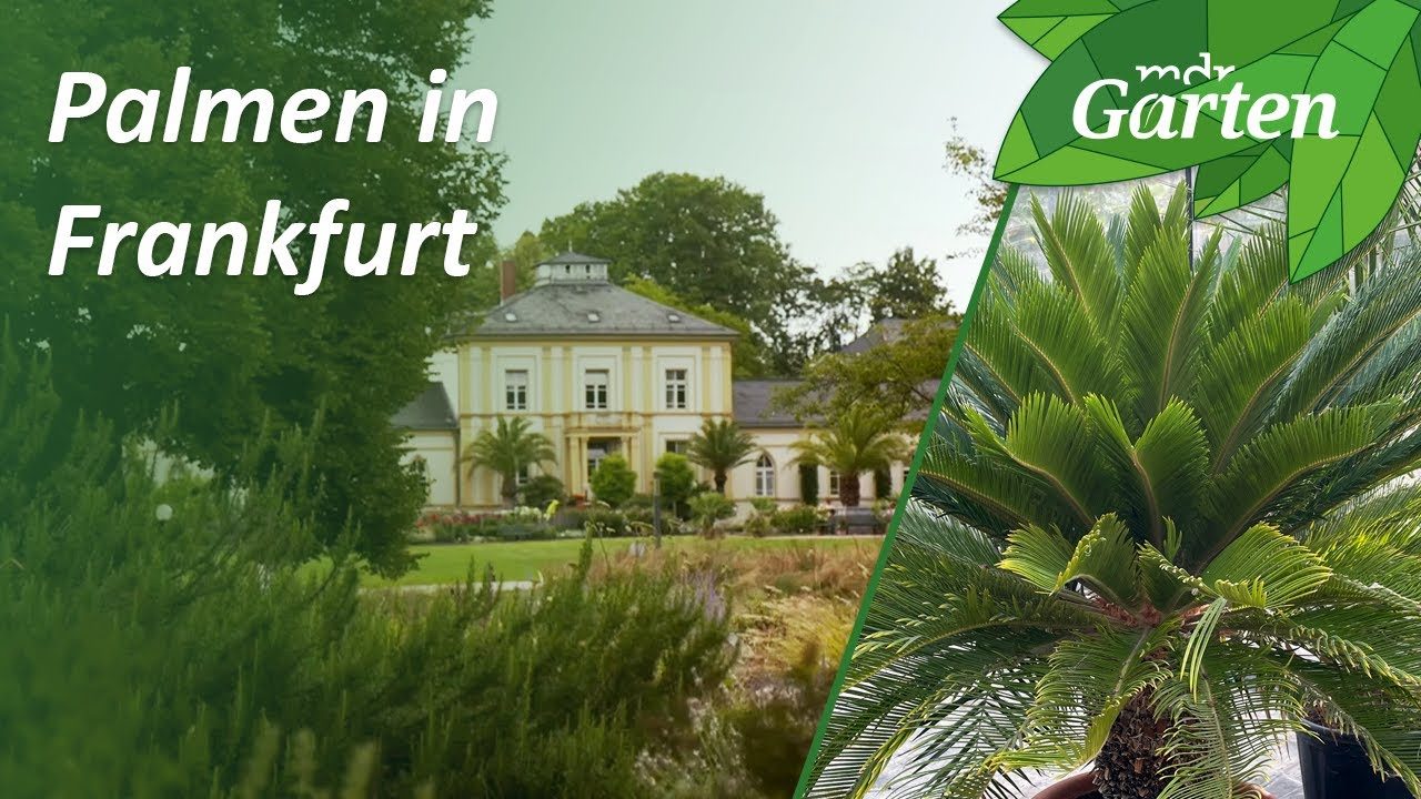 Vorschaubild: Der Palmengarten in Frankfurt am Main | MDR Garten