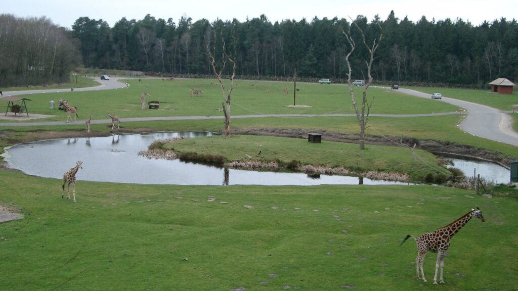 Giraffen auf der weitläufigen Savannenanlage des Serengeti-Parks mit Wasserstelle