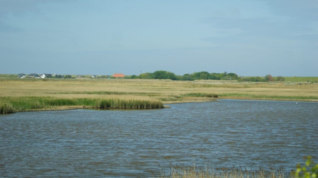 Salzwiesen mit Wasserfläche bei Brösum, am Horizont die Häuser von St. Peter-Ording