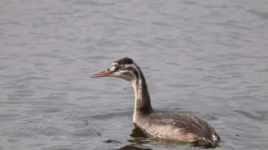 Junger Haubentaucher schwimmt auf dem Wasser des Steinhuder Meeres