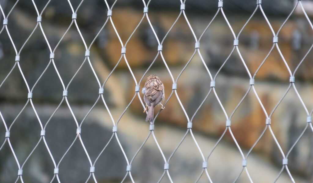 Sperling sitzt im Edelstahlnetz einer Voliere im Zoo Berlin vor Natursteinmauer