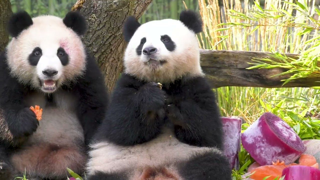 Vorschaubild: 2. Geburtstag der Pandas Leni und Lotti im Zoo Berlin - Birthday of the panda twins at Zoo Berlin