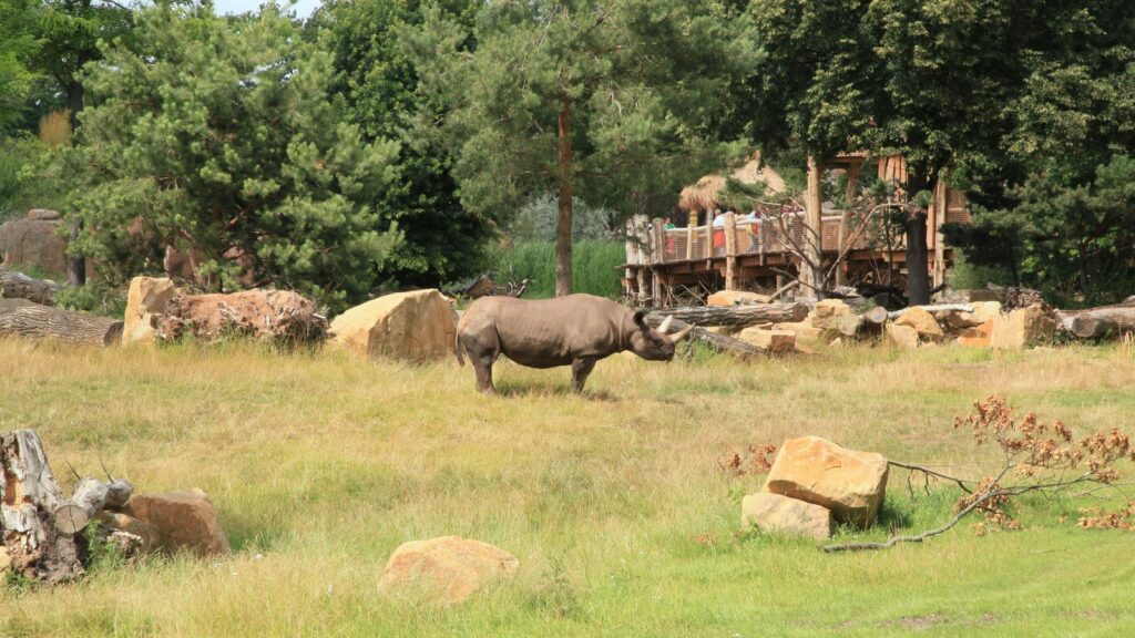 Spitzmaulnashorn in der weitläufigen Kiwara-Savanne des Zoo Leipzig im Sommer