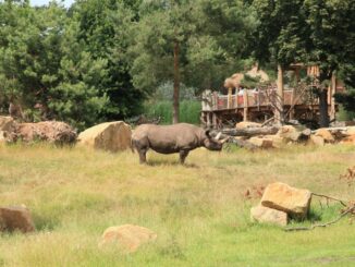 Spitzmaulnashorn in der weitläufigen Kiwara-Savanne des Zoo Leipzig im Sommer