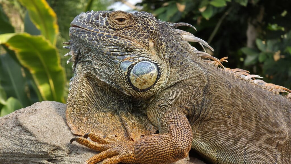 Grüner Leguan auf einem Stein in der Tropenhalle Gondwanaland des Zoo Leipzig