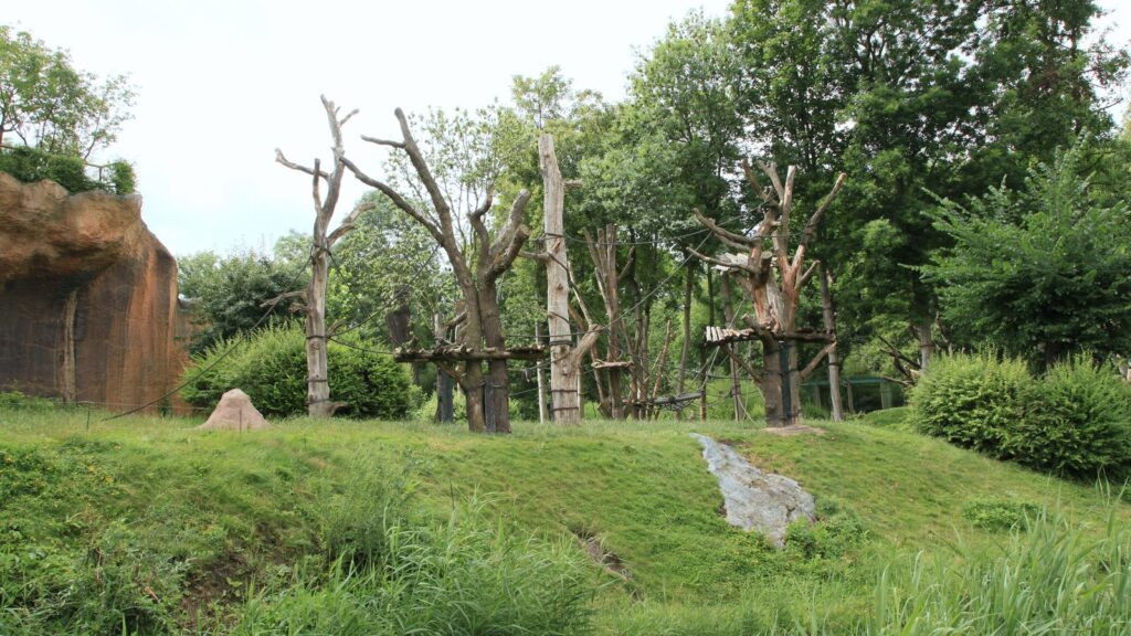 Außenanlage von Pongoland mit Kletterstämmen, Seilen und künstlicher Felswand