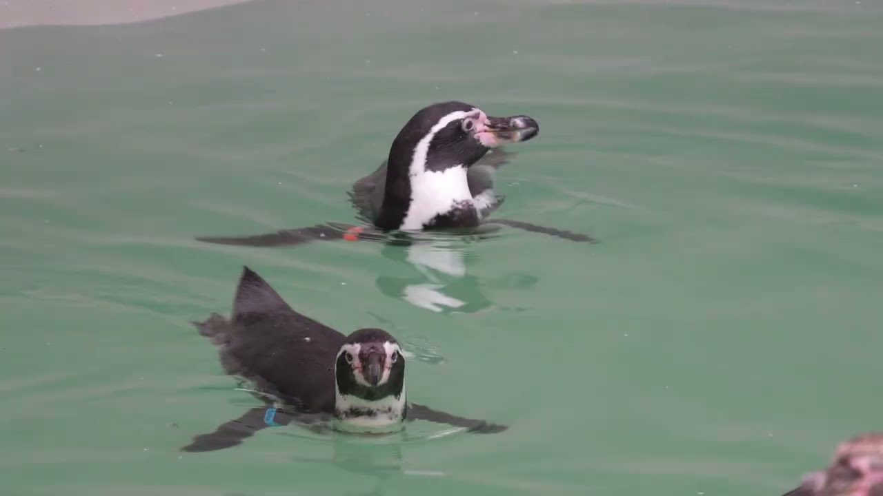 Vorschaubild: Einzug der Robben und Pinguine in Feuerland | Zoo Leipzig